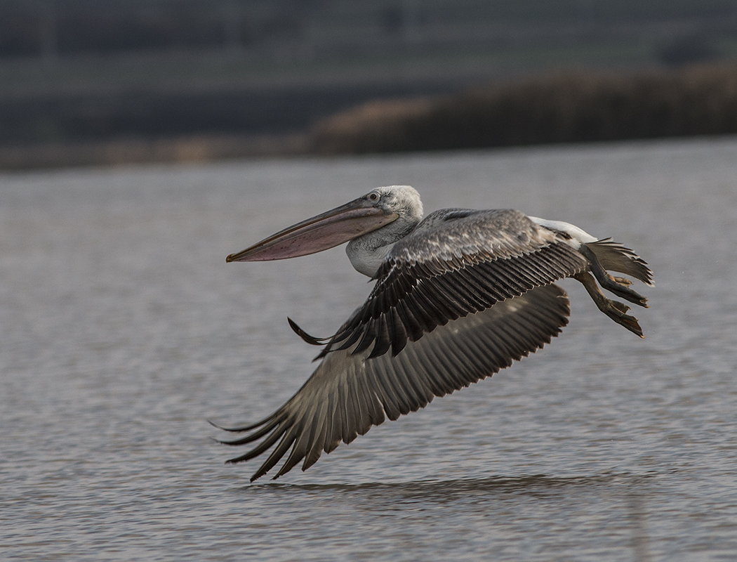 Dalmatian Pelican